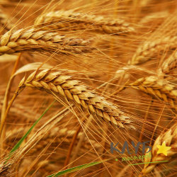 Протеины пшеницы, 25 мл