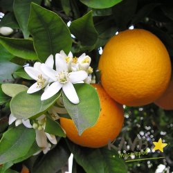 Апельсин сладкий 10 мл, эфирное масло