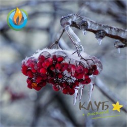 Зимняя ягода во льду 15 мл, отдушка косметическая (США)