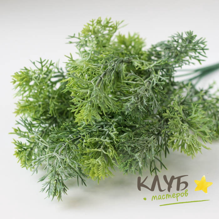 Зелень для мыльных букетов "Аспарагус пушистый" купить в интернет ...